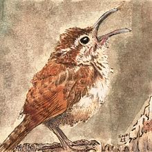 Carolina Wren. Un progetto di Illustrazione tradizionale, Pittura, Illustrazione naturalistica e Illustrazione editoriale di Susannah Fisher - 10.12.2023