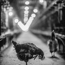 My project for course: Introduction to Photojournalism: Capture Powerful Stories - Egg farm. Digital Photograph, Outdoor Photograph, Documentar, and Photograph project by Stefan Kamenov - 06.17.2023