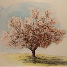 Il mio progetto del corso: Pittura ad acquerello: esplora le tecniche del pennello asciutto. Fine Arts, Painting, Drawing, Watercolor Painting, Botanical Illustration, and Naturalistic Illustration project by Claudia Foroni - 12.10.2023