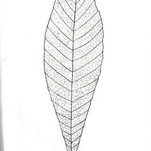 Dibujo y análisis: Variaciones de hoja. Projekt z dziedziny Projektowanie graficzne użytkownika Valentina Sandoval - 11.12.2023
