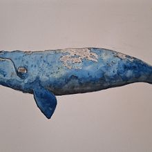 My project for course: Naturalist Illustration Techniques: Whales in Watercolor. Un progetto di Belle arti, Pittura, Pittura ad acquerello e Illustrazione naturalistica di Monika Swanepoel - 11.12.2023