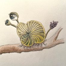 Mein Abschlussprojekt für den Kurs: Fantastisches Natur-Skizzenbuch: Kreaturen aus einer anderen Welt. Een project van Tekening met potlood,  Tekening, Aquarelschilderen, Sketchbook y Naturalistische illustratie van henrikeboedler - 12.12.2023