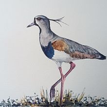 Mi proyecto del curso: Ilustración naturalista de aves con acuarela. Traditional illustration, Watercolor Painting, Realistic Drawing, and Naturalistic Illustration project by Juan Toledo Toledo - 12.12.2023