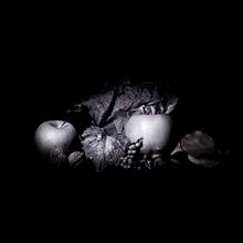 Stilllife . % Emiliano Candotti tarafından hazırlanan Fotoğrafçılık projesi - 12.13.2023