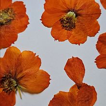 Meu projeto do curso: Técnica de impressão ecológica com flores e plantas. Accessor, Design, Arts, Crafts, Fashion Design, Fiber Arts, DIY, Textile D, eing, Floral, Plant Design, Textile Printing, and Textile Design project by Annà Tôrres - 12.10.2023
