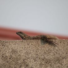 JPG Durante Covid 19. Fotografia projeto de Gerson Gutiérrez - 14.12.2023