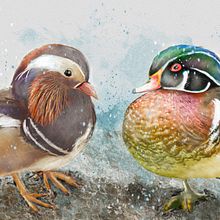 My project for course: Artistic Watercolor Techniques for Illustrating Birds. Traditional illustration, Watercolor Painting, Realistic Drawing, and Naturalistic Illustration project by sharonrevans - 12.13.2023