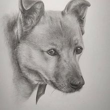 Graphite dog portrait. Un projet de Illustration traditionnelle , et Beaux Arts de Kincso - 18.12.2023