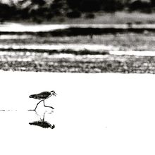 Black and White Bird Images. Projekt z dziedziny Fotografia użytkownika Sharon Cislowski - 20.12.2023