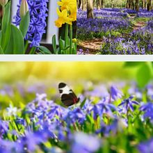 Mi proyecto del curso: Escritura creativa para principiantes: da vida a tu historia "El Jacinto azul". Un projet de Écriture, Créativité, Stor, telling, Narration , et Écriture créative de Pepa - 21.12.2023