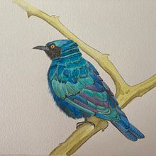 Lamprotornis Chalybaeus. Traditional illustration project by Sylvie Abel - 12.21.2023
