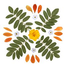 Mon projet du cours : Techniques de base pour le pressage de plantes. Arts, Crafts, Fine Arts, Collage, DIY, Floral, and Plant Design project by dicnouk - 12.21.2023