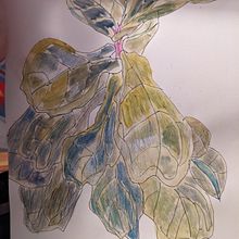 My project for course: Botanical Sketchbooking: A Meditative Approach. Projekt z dziedziny Trad, c, jna ilustracja, Sketching,  R, sunek, Malowanie akwarelą, R, sunek botaniczn i Sketchbook użytkownika Alina Floroi - 21.12.2023