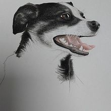 My project for course: Pet Portraits in Colored Pencils. Traditional illustration, Naturalistic Illustration, and Drawing project by Pavla Hranova - 12.23.2023