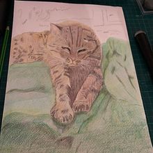 Il mio progetto del corso: Ritratto di animali da compagnia con matite colorate. Traditional illustration, and Naturalistic Illustration project by saraosara8 - 12.24.2023