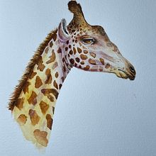 My project for course: Watercolor Illustration: Painting Realistic Wildlife. Projekt z dziedziny  Sztuki piękne,  Malarstwo, Malowanie akwarelą, Ilustracja naturalist i czna użytkownika helle_lund - 25.12.2023