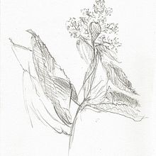 Kwiaty, martwa natura. Un proyecto de Dibujo a lápiz y Dibujo de Wioleta Przybysz - 26.12.2023