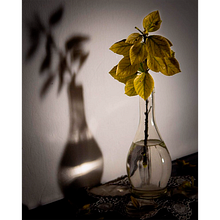 Hoja en Negro. Un projet de Conception éditoriale, Photographie numérique, Photographie artistique, Photographie , et Composition photographique de Luz Morena - 27.12.2023