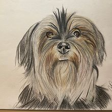 Mon projet du cours : Portraits d'animaux de compagnie aux crayons de couleur. Traditional illustration, and Naturalistic Illustration project by Catherine Tremblay - 12.29.2023