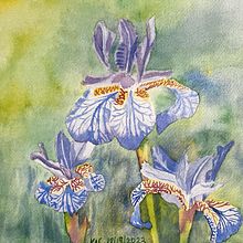 Irises for Mom. Un progetto di Belle arti e Illustrazione tradizionale di Kelsey Carnell - 18.12.2023