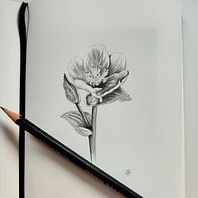 Tempo perso. Un projet de Dessin au cra, on, Illustration botanique , et Carnet de croquis de Giorgia Migli - 30.12.2023