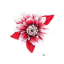 Dalia. Un projet de Illustration botanique, Dessin aux cra , et ons de couleur de Giorgia Migli - 30.12.2023