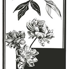 Il mio progetto del corso: Illustrazione botanica contemporanea a inchiostro. Un projet de Illustration traditionnelle, Dessin artistique, Illustration botanique et Illustration à l'encre de Giorgia Migli - 30.12.2023