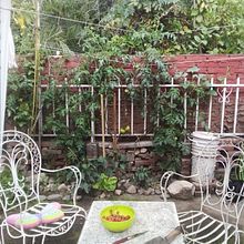 Mi proyecto del curso: Diseño de espacios verdes para tu casa. Un proyecto de Paisajismo, Diseño floral, vegetal y Diseño de espacios de Leandra Pispieiro - 31.12.2023