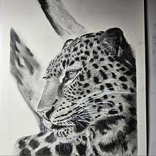 Charcoal big cat. Un proyecto de Dibujo de Edit Mason - 29.12.2023