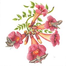 My project for course: Naturalistic Illustration in Watercolor and Gouache. Fine Arts, Painting, Watercolor Painting, Botanical Illustration, Naturalistic Illustration, and Gouache Painting project by Michelle Perez - 12.29.2023