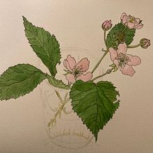 Blackberry Blossoms. Un projet de Illustration traditionnelle, Aquarelle, Dessin , et Dessin réaliste de rak_james - 19.06.2022