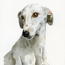 La mirada de un galgo. Un proyecto de Ilustración tradicional de Rosa Calandra - 10.02.2021