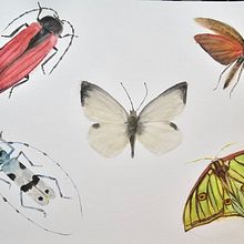 Mein Abschlussprojekt für den Kurs: Naturalistisches Tagebuch mit Wasserfarben. Traditional illustration, Watercolor Painting, Botanical Illustration, Sketchbook, and Naturalistic Illustration project by a. kai. - 01.02.2024