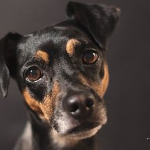 Mi proyecto del curso: Fotografía lifestyle de perros. Photograph, Portrait Photograph, Instagram Photograph, Documentar, Photograph, Lifest, and le Photograph project by Victor Monserratte - 01.03.2024