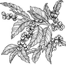 Coffee Berries . Design, Br, ing și identitate și Ambalaje de Marilyn Primich - 01.02.2023