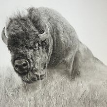 Charcoal bison. https://www.sarahstokesartist.co.uk/post/drawing-a-bison-using-charcoal. Drawing, Realistic Drawing, and Artistic Drawing project by Sarah Stokes - 12.28.2023