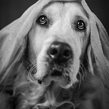 Il mio progetto del corso: Introduzione alla fotografia di cani. Photograph, Portrait Photograph, Studio Photograph, Documentar, Photograph, Lifest, le Photograph & Interior Photograph project by Manuela Donato - 01.05.2024