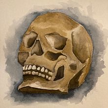 Skull. Watercolor Painting project by Heather Hyatt - 01.05.2024