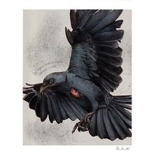 Mi proyecto del curso: Ilustración naturalista con bolígrafo. Traditional illustration, Drawing, Realistic Drawing, and Naturalistic Illustration project by Bianca Morocho - 01.07.2024