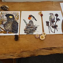 Australian Native Birds book. Een project van  Beeldende kunst van Rebecca Prince - 04.01.2023