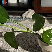 Beginner 10-min sketch. Een project van Traditionele illustratie van heheld - 07.01.2024