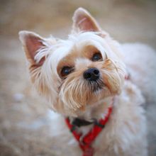 Mi proyecto del curso: Fotografía lifestyle de perros. Photograph, Portrait Photograph, Instagram Photograph, Documentar, Photograph, Lifest, le Photograph, and Fine-Art Photograph project by Sergi Sardà Peñalosa - 01.07.2024