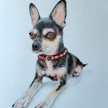 Mi proyecto del curso: Retratos de Mascotas en Lápices de Colores  . Un progetto di Illustrazione tradizionale e Illustrazione naturalistica di Lucila Obholz - 05.01.2024