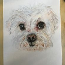 Mon projet du cours : Portraits d'animaux de compagnie aux crayons de couleur. Traditional illustration, and Naturalistic Illustration project by Julie Philip - 01.08.2024