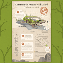 Common Wall Lizard Infographic. Graphic Design, Information Design, Infographics, and Poster Design project by leenda_breitenstein - 01.08.2024