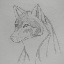 Mi proyecto del curso: Red wolf en acuarelas. Traditional illustration, Watercolor Painting, Realistic Drawing, and Naturalistic Illustration project by Yennith Gabriela Serrato Rivera - 01.08.2024