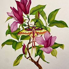 Mon projet du cours : Illustration naturaliste à l'aquarelle et à la gouache. Een project van  Beeldende kunst, Schilderij, Aquarelschilderen,  Botanische illustratie, Naturalistische illustratie y Schilderen met gouache van Maëlyne Rmnd - 09.01.2024