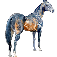 Watercolor horse. Un proyecto de Ilustración tradicional de Inessa Voet - 09.01.2024