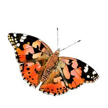 Butterflies. Watercolor Painting project by Vera Ester - 01.09.2024