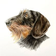 My project for course: Pet Portraits in Colored Pencils: Ginny the Dachshund. Un progetto di Illustrazione tradizionale e Illustrazione naturalistica di Marieke - 11.01.2024
